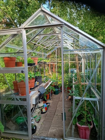 A greenhouse, about 6 feet x 10 feet (2 x 3 metres). Tomato plants are Sungold and Bloody Butcher; Peppers are King of the North; Cucumbers are Emilie.