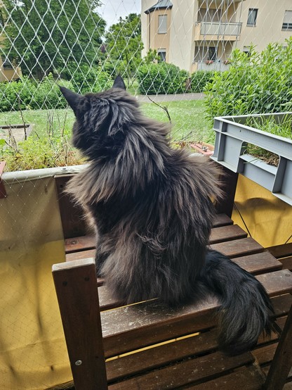 Black long-haired cat "Hope" sitting on a wooden shelf on the balcony, looking away from the camera through the net into the garden.