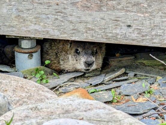 A brown groundhog peeks out from under a wooden walkway. It's nearly the same colour as the wood and had run below the walkway a moment before to hide. But, because I have fed a dandelion to a groundhog before, I know they like them, so I held one out. The groundhog didn't want to come closer, so I left it and the animal enjoyed the snack in peace while we kept our distance