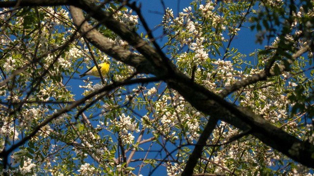 Goldfinch