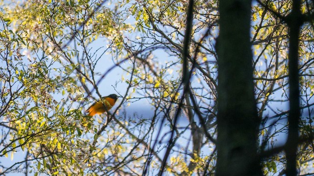 Oriole