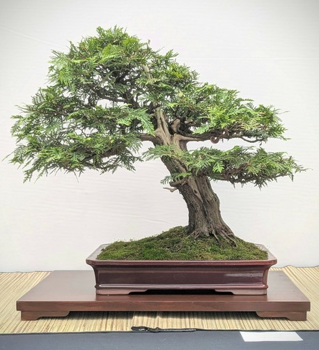 A cedar bonsai with a thick trunk, and a deadwood section down the middle. The rectangular pot and stand have similar features in the feet and overall shape...perhaps the stand was custom made to match the pot?