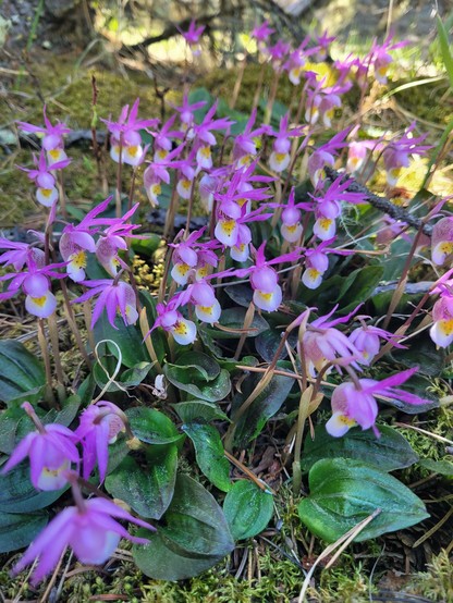 Pink and white wild forest orchids.
