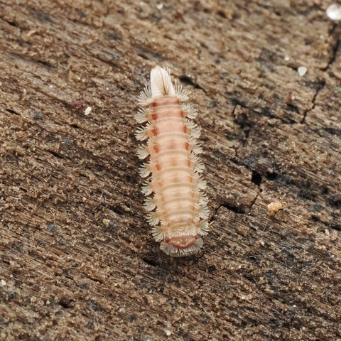 A close-up photo of a very small millipede covered in tufts of bristles that look like curled hairs. The millipede is a pale brown colour, and is short and stubby.