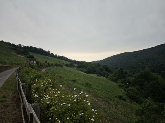 A photo with a gravel path to the far left, some vinyards in the center and rolling hills in the distance.