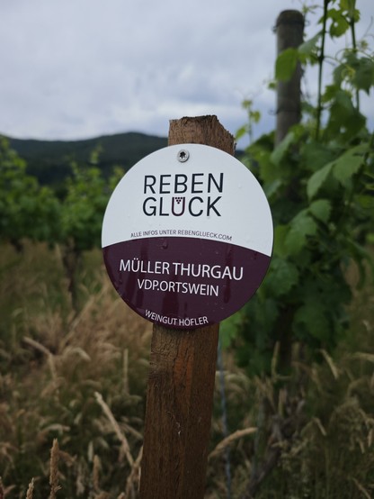 A small round sign that reads: "Reben Glück, Müller Thurgau VDP.Ortswein, Weingut Höfler"