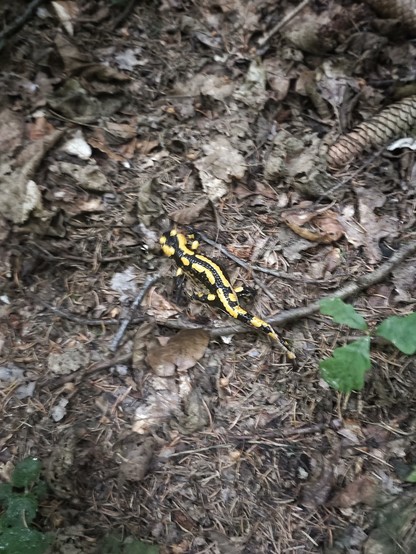 A beautiful salamander on the forest floor.