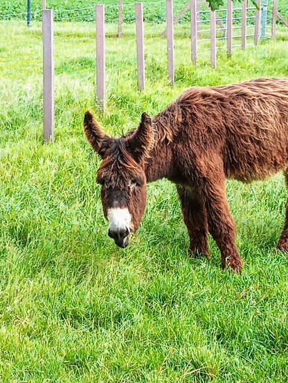 Ein großer brauner Esel mit langen zotteligen Ohren und weißer Schnute steht auf einer grünen Wiese und schaut mich an.