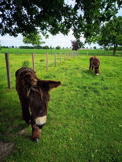 Ein Poitou-Esel steht vor mir auf einer grünen Wiese, ein weiterer ist etwas weiter entfernt.