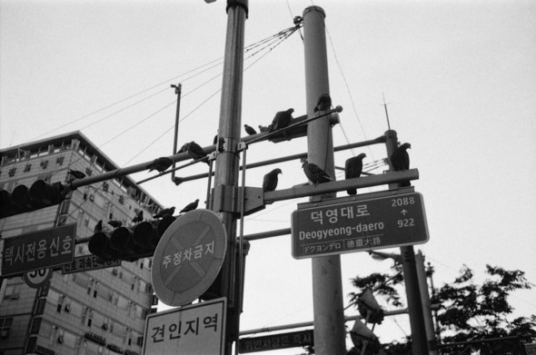 도로 표지판 위에 비둘기들이 잔뜩 앉아있다.
