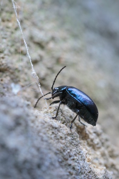 Dark blue, iridescent and metallic beetle - on a craggy cliff of an old stone wall - gingerly poking at a ragged cord of spider silk.