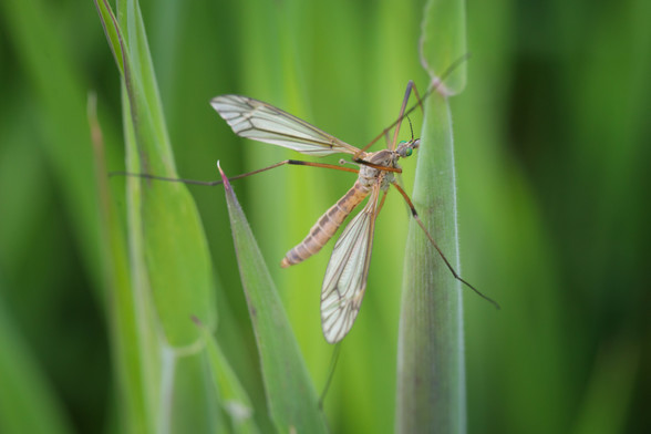 Cranefly - all long, skinny limbs, body and wings - sprawled between some bright green leaves of spring grass.