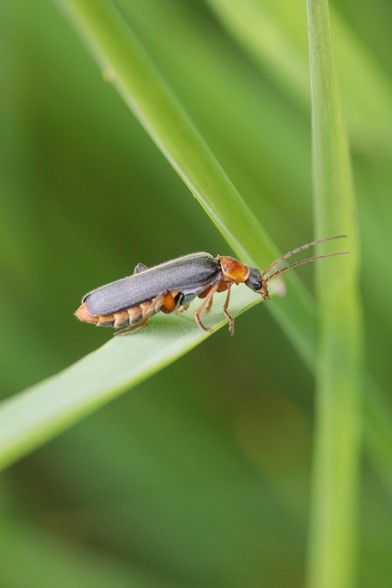 Small, slender beetle - dark, long wing cases with a fine fuzz of hairs - perched on a green grass leaf.