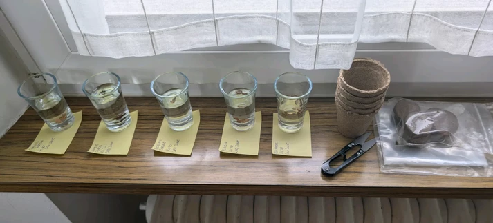 the picture shows some glasses standing on the windowsill with water and seeds inside, each with a note below with the type of the tree and time. on the right a couple of pots, leaves cutter and some plastic bags
on the right