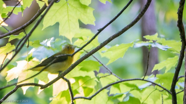 Scarlet Tanager Female