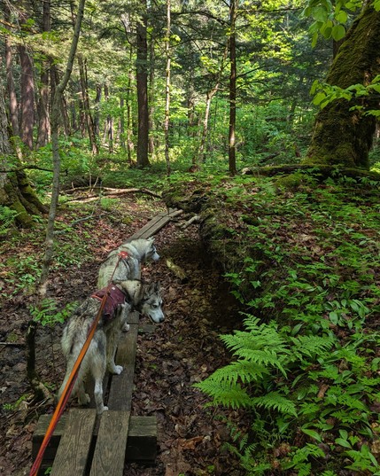 Huskies Zeena and Tonttu pause on a narrow boardwalk trail that winds through hemlock woods. The boardwalk is two boards wide, resting just above the ground on bulky  timbers. They're both looking to the right, peering into the dark recess of an undercut bank to the right. The top of the bank is covered in small bright green ferns, and has a large moss-covered tree trunk leaning off screen to the right in the background.