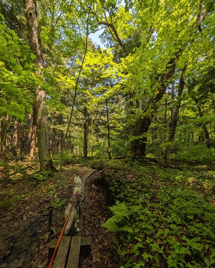 Zeena continues to lead Tonttu down the narrow wooden boardwalk, now in deciduous forest. The bright sun above cuts down through a thinning in the canopy, creating a lacy wedge of illuminated leaves pointing down towards the trail, with shadier leaves on either side.