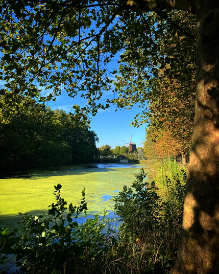 A lake, surrounded by tall trees and an old wooden windmill in the background.