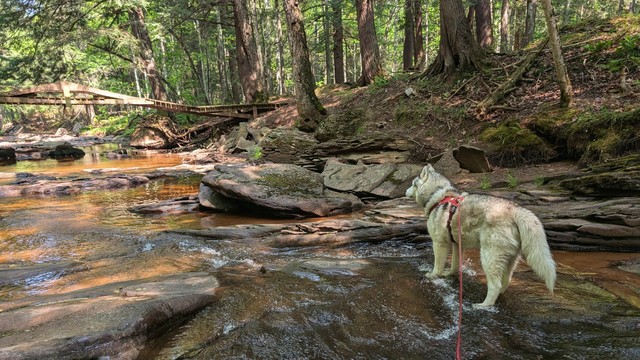 Husky Zeena stands on a flat shale-like rock in a wide, shallow stream at the bottom of a small, rocky valley. She appears left, downstream, towards a foot bridge that is held up by a very wide, nearly flat A-frame structure.
