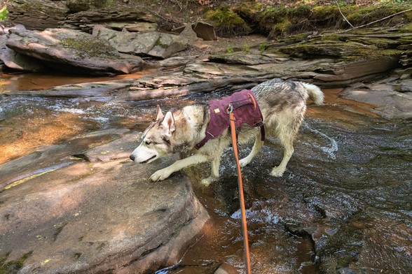 A very wet Tonttu walks downstream in the same stream as the previous photos, padding along flat, slightly angled rocks around which the water flows.