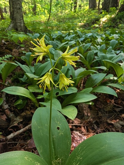 An interesting plant with wide leaves radiating from the base like a trout lily, and a single stalk, at the top of which it splits into 4 equal directions, with yellow-green flowers at the end of each short stalk. The petals form a bell like shape, with long stamens reaching out beyond the petal tips.