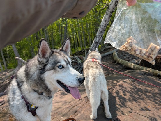 The photographer is holding a plastic bag of cube-shaped nut clusters. Husky Tonttu eyes the bag with hungry attention, blue eyes focused, tongue out in a muzzle-open grin of anticipation. Zeena, meanwhile, investigates more exciting things under the trees on the shoreline beyond.