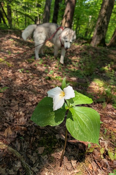 A large white trillium emerges from the brown forest floor, highlighted against the shady surroundings by a beam of sunlight that lands on the thee-petaled flower. It's three wide leaves are dusted with yellow powder of pollen. Zeena approaches from the background, out of focus.