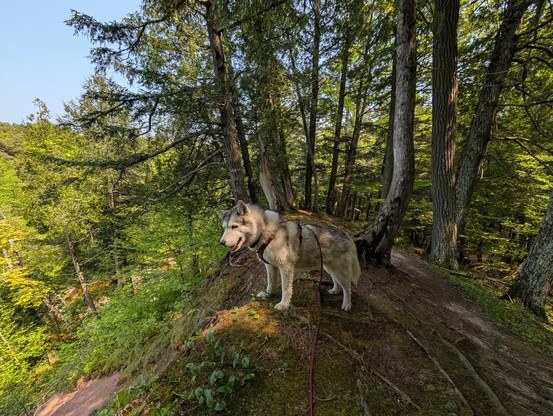 Zeena peers down a steep slope of eroded sandy soil, which falls to the Little Carp River, out of scene to the left. She's standing on a very narrow ridge that recedes away from the camera, and trees on either side angle away from the ridge, before bending upwards, as if the land has been slowly sliding away and the trees have been adapting as it does.