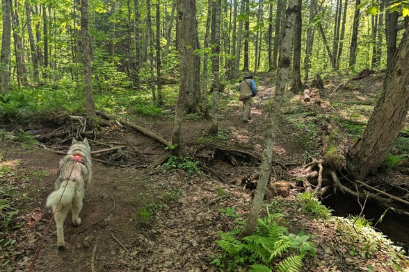 Zeena follows Tonttu and Jeff at a distance down a dirt trail through deciduous woodlands. There is a small creek depression between the hiking groups that Zeena is about to cross. The trees above filter the sunlight with a light yellow-green color on everything below.
