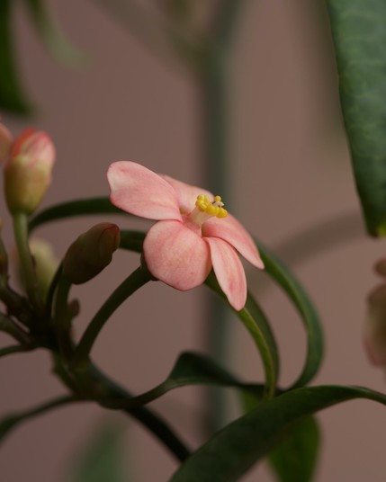 Euforbia flower