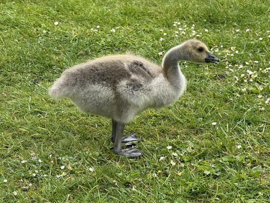 Side view of a gosling standing on green grass.