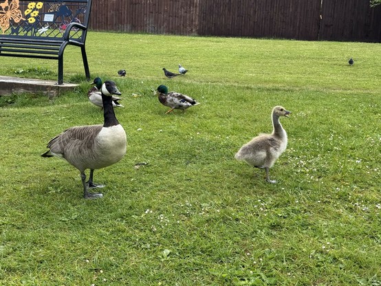 A gosling, a Canada goose, and several ducks and pigeons are on the green grass around the lake.