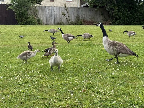 Two goslings, along with a few Canada geese and pigeons, are on the green grass around the lake.