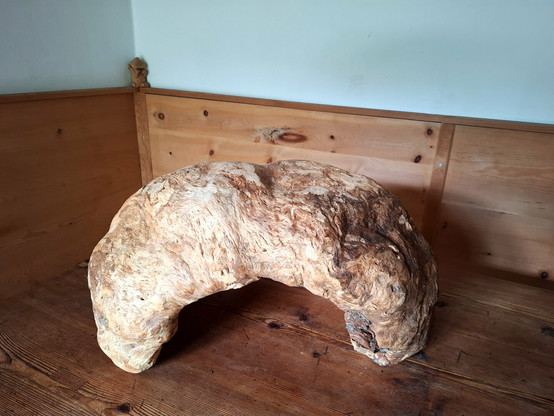 The image showcases a large, natural wooden burl with a distinct arched shape, placed on a rustic wooden table in a cozy corner of a traditionally paneled wooden room. The burl has an irregular, organic surface with swirling grain patterns and a mix of colors ranging from light beige and tan to rich, darker browns. It appears to be a dense, heavy piece of wood—possibly a root formation or a growth caused by stress on a tree—that has been partially cleaned to reveal its intricate texture. The form arches smoothly with two solid ends resting on the tabletop, resembling a bridge or a creature frozen mid-motion. The warm wooden tones of the background enhance the natural aesthetic of the burl, creating a harmonious and earthy atmosphere. A small carved figure in the corner adds a whimsical touch to the otherwise minimal rustic decor.