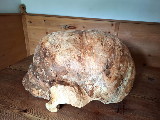 The image showcases a large, natural wooden burl with a round shape and a big partial carved knot on the center on a rustic wooden table in a cozy corner of a traditionally paneled wooden room. The burl has an irregular, organic surface with swirling grain patterns and a mix of colors ranging from light beige and tan to rich, darker browns. It appears to be a dense, heavy piece of wood possibly a root formation or a growth caused by stress on a tree that has been partially cleaned to reveal its intricate texture. The form arches smoothly with two solid ends resting on the tabletop, resembling a bridge or a creature frozen mid-motion. The warm wooden tones of the background enhance the natural aesthetic of the burl, creating a harmonious and earthy atmosphere. A small carved figure in the corner adds a whimsical touch to the otherwise minimal rustic decor.