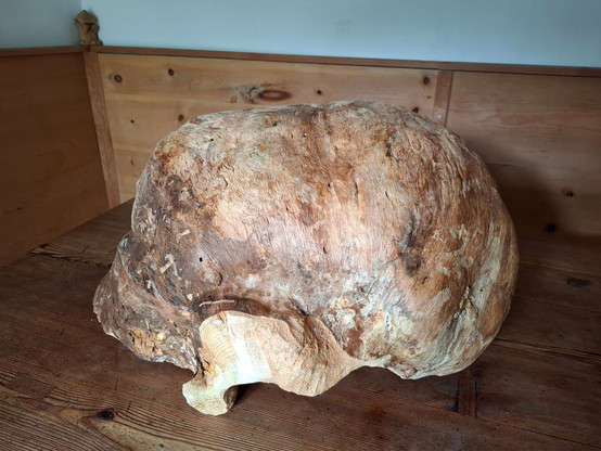 The image showcases a large, natural wooden burl with a round shape and a big partial carved knot on the center on a rustic wooden table in a cozy corner of a traditionally paneled wooden room. The burl has an irregular, organic surface with swirling grain patterns and a mix of colors ranging from light beige and tan to rich, darker browns. It appears to be a dense, heavy piece of wood possibly a root formation or a growth caused by stress on a tree that has been partially cleaned to reveal its intricate texture. The form arches smoothly with two solid ends resting on the tabletop, resembling a bridge or a creature frozen mid-motion. The warm wooden tones of the background enhance the natural aesthetic of the burl, creating a harmonious and earthy atmosphere. A small carved figure in the corner adds a whimsical touch to the otherwise minimal rustic decor.