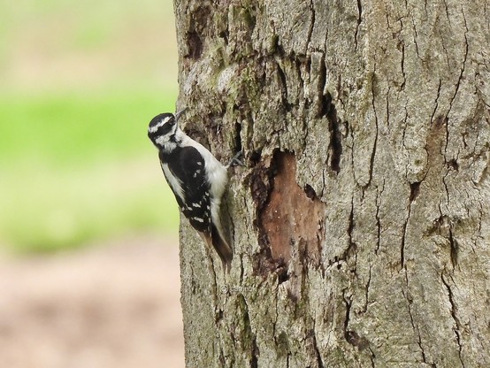 A woodpecker clinging to a tree trunk, highlighting its distinctive markings and the texture of the bark.