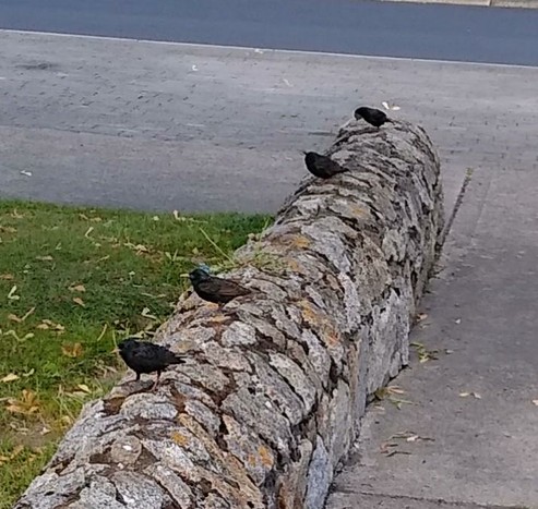 4 starlings in a row on a low wall waiting for food to appear.