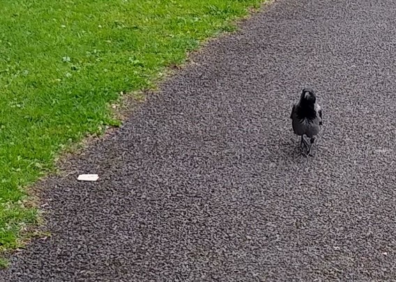 a crow on footpath in green space approaching dropped food and cracker.