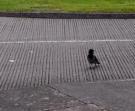 a crow on quiet back road approaching dropped food and cracker.