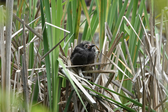 Photograph of a baby bird seated on some reeds in a marsh. Its feathers are mostly black with some fluffy white feathers on and around its head. It has some pinfeathers on its lower face. Its long, thick beak is pink near its face and black on the end.