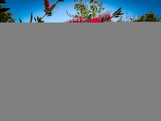 The image features a close-up view of a flowering plant with vibrant red, bottlebrush-like flowers. The flowers are densely packed along the branches, with long, thin, red stamens radiating outward, creating a striking visual effect. The leaves are dark green, with a glossy texture and a slightly serrated edge, adding contrast to the red flowers. The background shows a clear blue sky and other green foliage, suggesting a garden or natural setting. The lighting is bright, highlighting the vivid colors and textures of the plant.

Provided by @altbot, generated privately and locally using Ovis2-8B