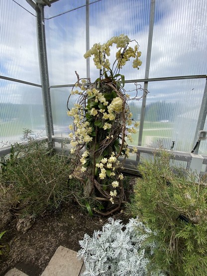 A lush arrangement of plants inside a greenhouse, featuring a tall structure with cascading buttery yellow orchids and green foliage, surrounded by smaller plants, including a silvery-textured variety.
