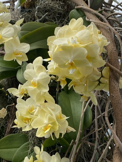 Closeup of the buttery yellow orchids. They're gorgeous and abundant.