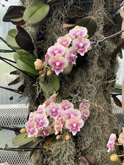 Orchids in a mix of white, fuschia, and the faintest yellow.