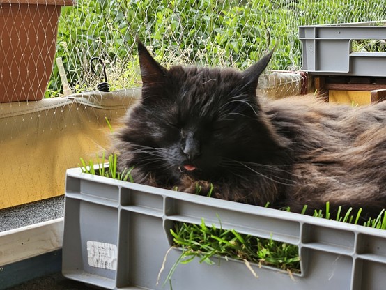 Black long-haired cat "Hope" lying in grass in a grey plastic box on the balcony, with her eyes closed and her tongue sticking out.