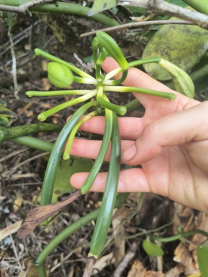 A vanilla vine inflorescence showing various stages of flower production and pollination