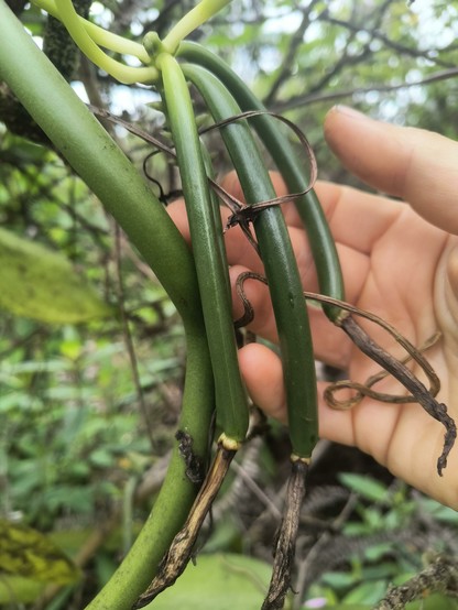 Three unripe green vanilla pods on the vine. The pods look like green beans and look quite similar to the vine itself.