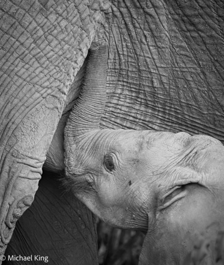 Baby elephant suckling