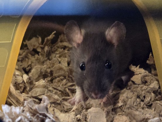 A brown rat coming out of his enclosure.